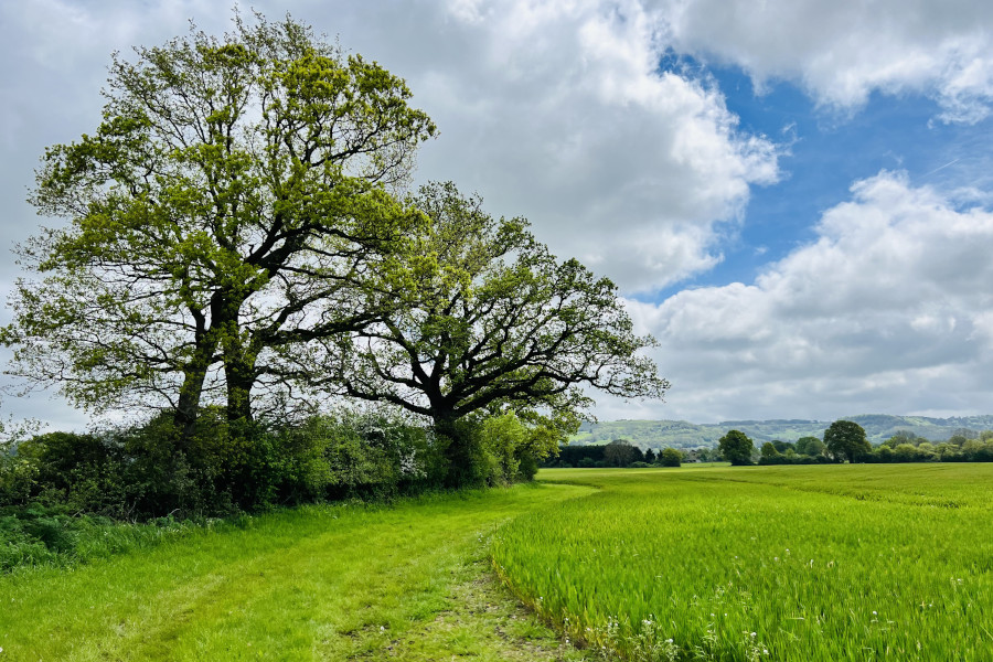 The grass is greener on both sides | Alexandra Roxana POPA